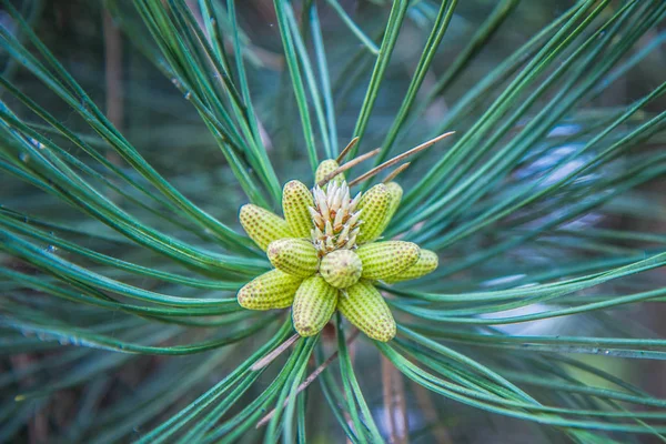 Svart Pine Tree Branch Närbild — Stockfoto