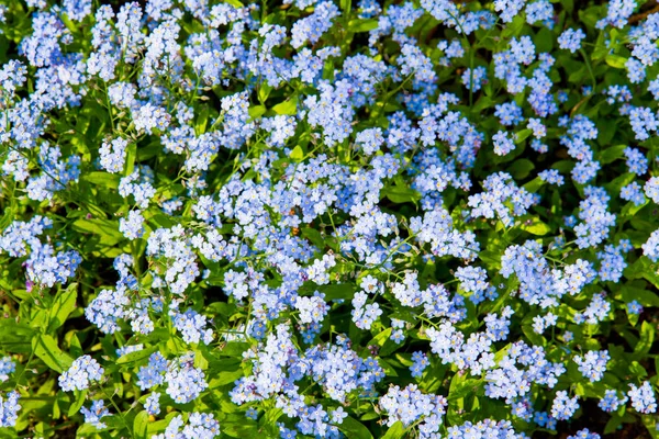 Myosotis Zapomeňte Noty Kvetoucí Květiny Těsné Blízkosti — Stock fotografie