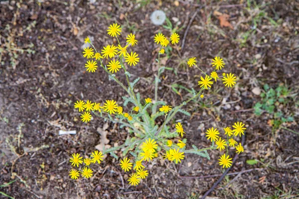 Senecio Squalidus Known Oxford Ragwort Blooming — Stok fotoğraf