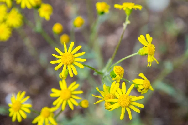 Senecio Squalidus Known Oxford Ragwort Blooming — Stockfoto