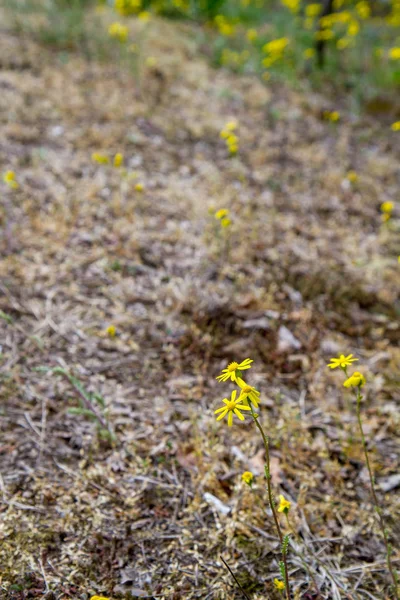 Senecio Squalidus Noto Come Oxford Ragwort Blooming — Foto Stock