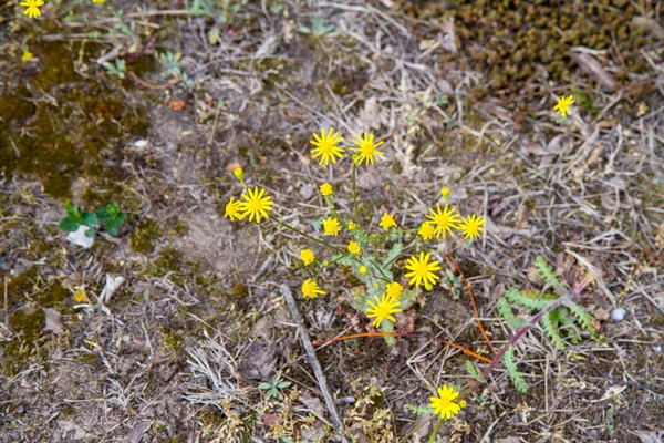 Senecio Squalidus Noto Come Oxford Ragwort Blooming — Foto Stock