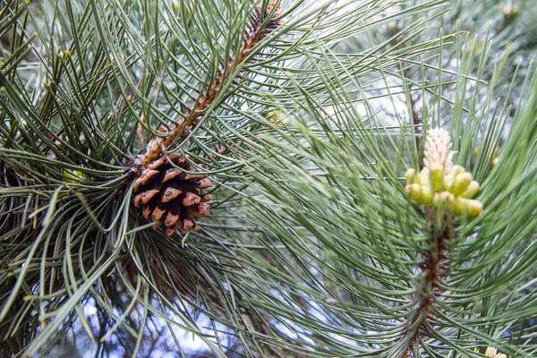 Svart Pine Tree Branch Närbild — Stockfoto