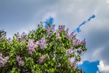 Leylak ağacı çiçek çiçeklenme erken aşamasında