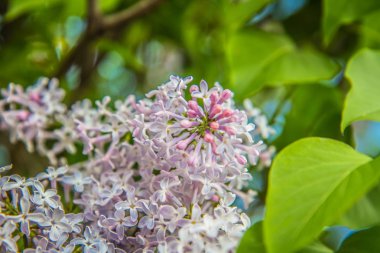 Leylak ağacı çiçek çiçeklenme erken aşamasında