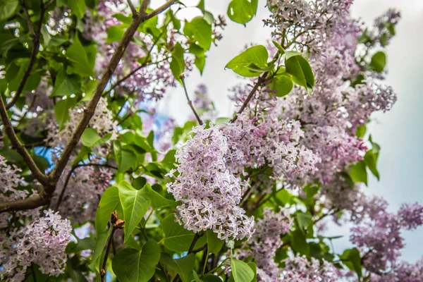 Leylak Ağacı Çiçek Çiçeklenme Erken Aşamasında — Stok fotoğraf