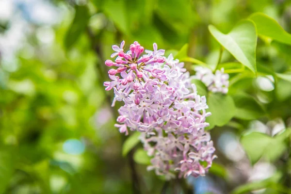 Lilac tree flowers in early stage of blooming