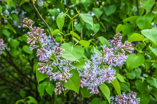 Lilac Tree Flowers Early Stage Blooming — Stock Photo, Image