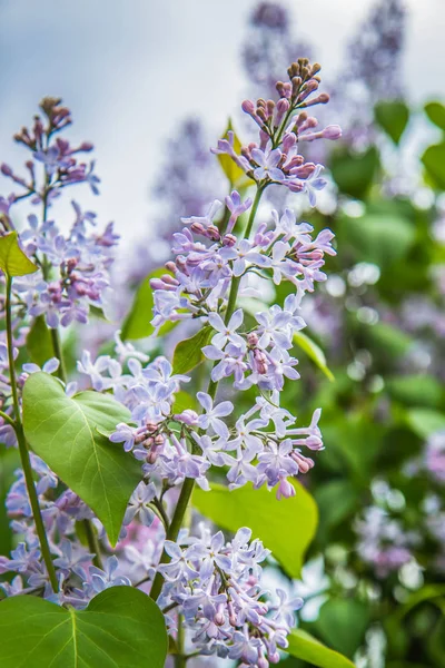 Lilac tree flowers in early stage of blooming