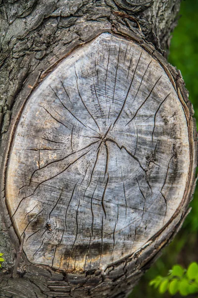 Sección Transversal Del Tronco Del Árbol Donde Cortó Una Rama — Foto de Stock