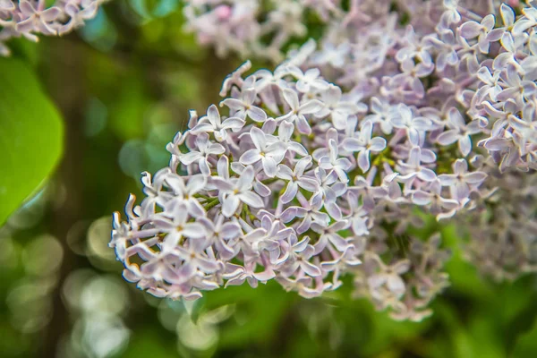 Flores Lilás Fase Inicial Floração Imagens De Bancos De Imagens