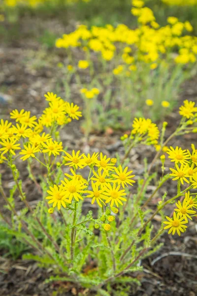 Senecio Squalidus Conhecido Como Oxford Ragwort Florescendo Imagem De Stock