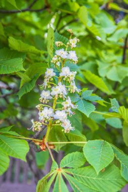 Aesculus - ilkbaharda açan at kestanesi ağacı