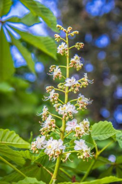 Aesculus - ilkbaharda açan at kestanesi ağacı