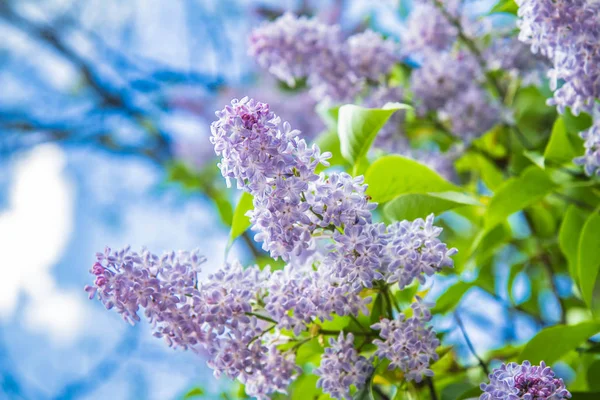 Flores Lila Primera Etapa Floración — Foto de Stock