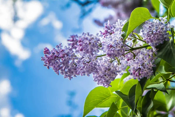 Fliederblüten Frühstadium Der Blüte — Stockfoto