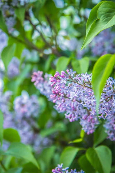 Fliederblüten Frühstadium Der Blüte — Stockfoto