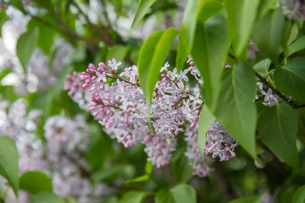 Lilac Tree Flowers Early Stage Blooming — Stock Photo, Image