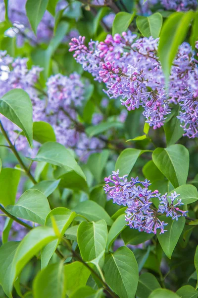 Lilac Tree Flowers Early Stage Blooming — Stock Photo, Image