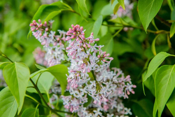 Lilac tree flowers in early stage of blooming