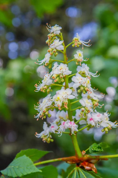 Aesculus Rosskastanie Blüht Frühling — Stockfoto
