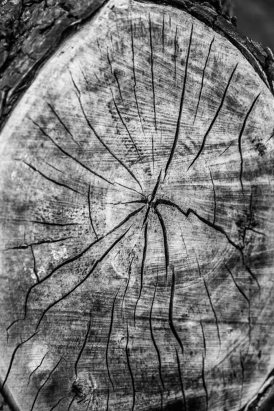 Διατομή Κορμού Δέντρου Όπου Κόπηκε Ένα Κλαδί — Φωτογραφία Αρχείου