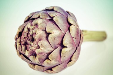 Beyaz arkaplanda tek bir enginar çiçeği