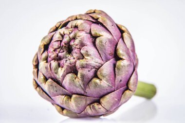 Beyaz arkaplanda tek bir enginar çiçeği