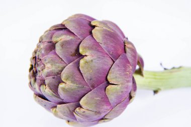 Beyaz arkaplanda tek bir enginar çiçeği