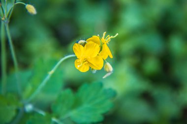 Nipplewort (Chelidonium majus) bitki yakın çekimde