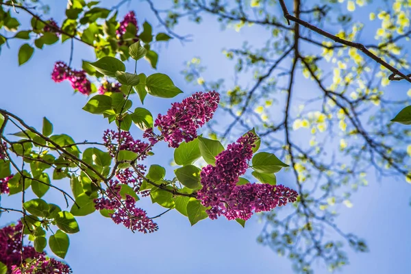 Lilac tree flowers in early stage of blooming seen upwards against blue sky