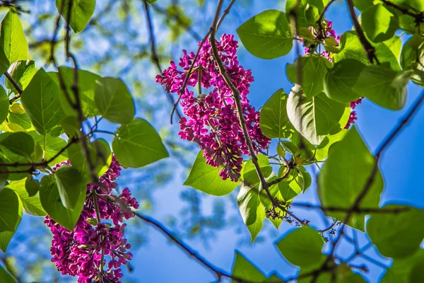 Fliederblüten Frühstadium Der Blüte Vor Blauem Himmel — Stockfoto