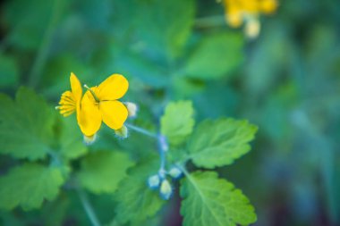 Nipplewort (Chelidonium majus) bitki yakın çekimde