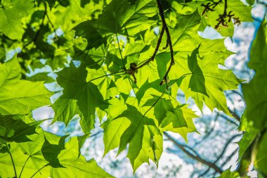 Akçaağaç (Acer) yeşil yaprakları ile ağaç mavi gökyüzüne karşı yukarı doğru görülen