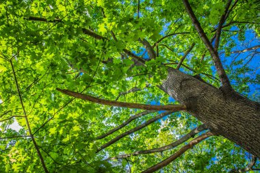 Akçaağaç (Acer) yeşil yaprakları ile ağaç mavi gökyüzüne karşı yukarı doğru görülen