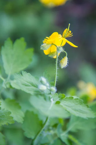 Nipplewort Chelidonium Majus Planta Close — Fotografia de Stock