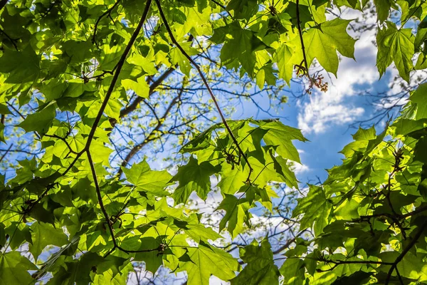 Árvore Bordo Acer Com Folhas Verdes Vistas Para Cima Contra Imagens De Bancos De Imagens