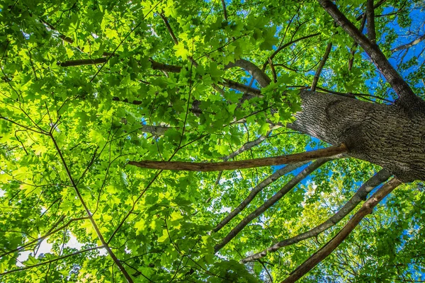 Árvore Bordo Acer Com Folhas Verdes Vistas Para Cima Contra Imagem De Stock