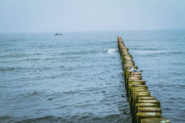 Deniz kenarında ahşap breakwaters üzerinde Martı