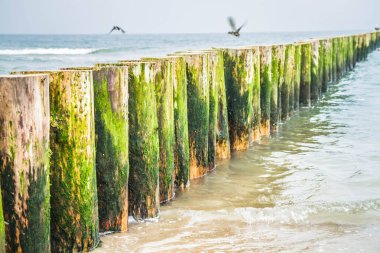 Tahta Dalgalar görünen plaj