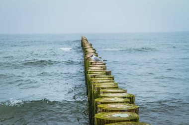 Deniz kenarında ahşap breakwaters üzerinde Martı