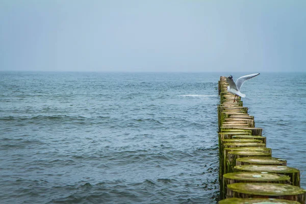 Sirály Fából Készült Breakwaters Egy Tengerparton — Stock Fotó