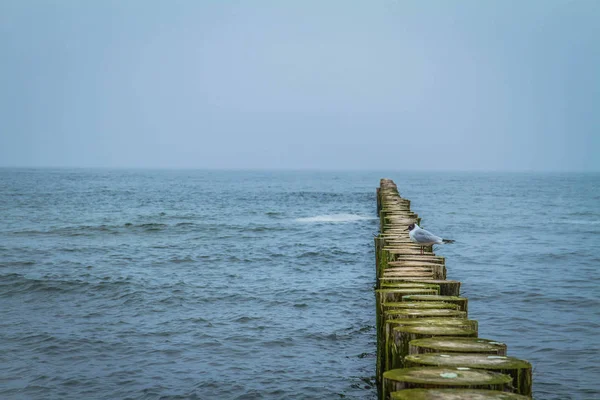 Gabbiano Breakwaters Legno Una Spiaggia — Foto Stock