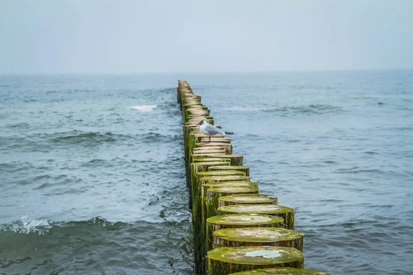 Gabbiano Breakwaters Legno Una Spiaggia — Foto Stock