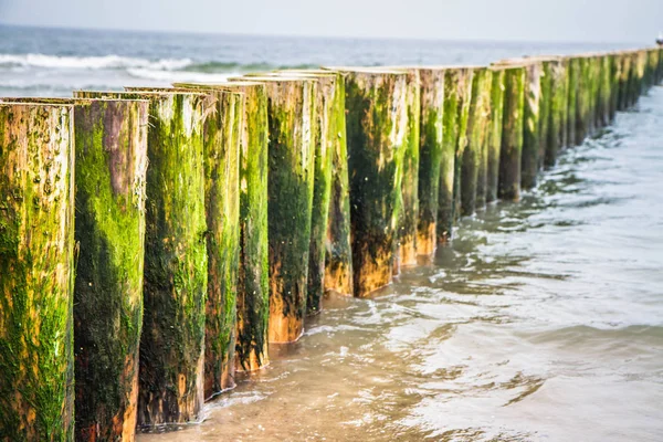 海辺の木製防波堤の生 — ストック写真