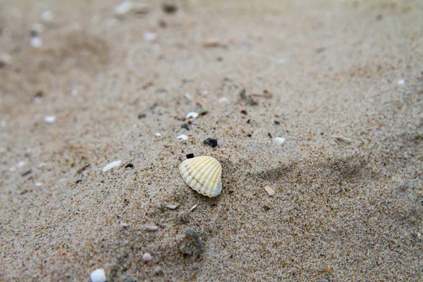 Small Sea Shells Beach Close — Stock Photo, Image
