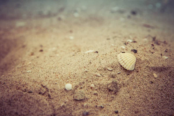 Маленькое Море Стреляет Пляже Крупным Планом — стоковое фото