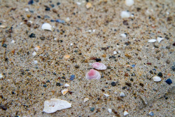 Small Sea Shells Beach Close — Stock Photo, Image