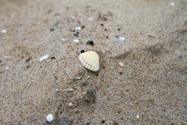 Маленькое Море Стреляет Пляже Крупным Планом — стоковое фото