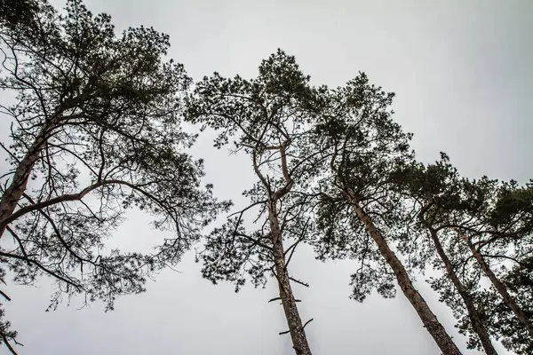 Pine Trees Seen Upwards Sky — Stock Photo, Image